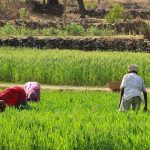 Role of Natural Farming in Increasing Farmers’ Income and Achieving Agricultural Sustainability
